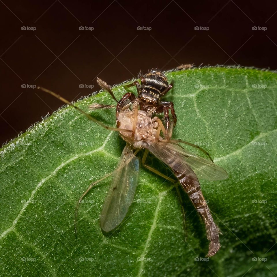 An itty bitty brilliant jumping spider has an enormous dinner. 