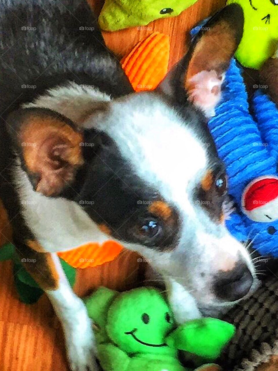 Small dog sitting in pile of brightly colored stuffed dog toys