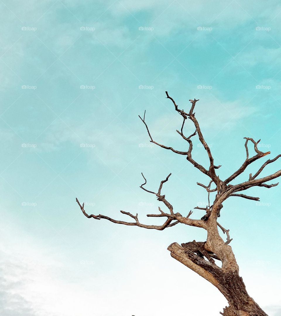 Dry Tree and Bright sky