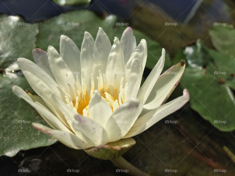 The white lotus 
