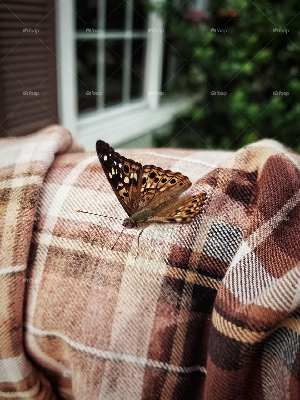 Butterfly on the arm of a shirt