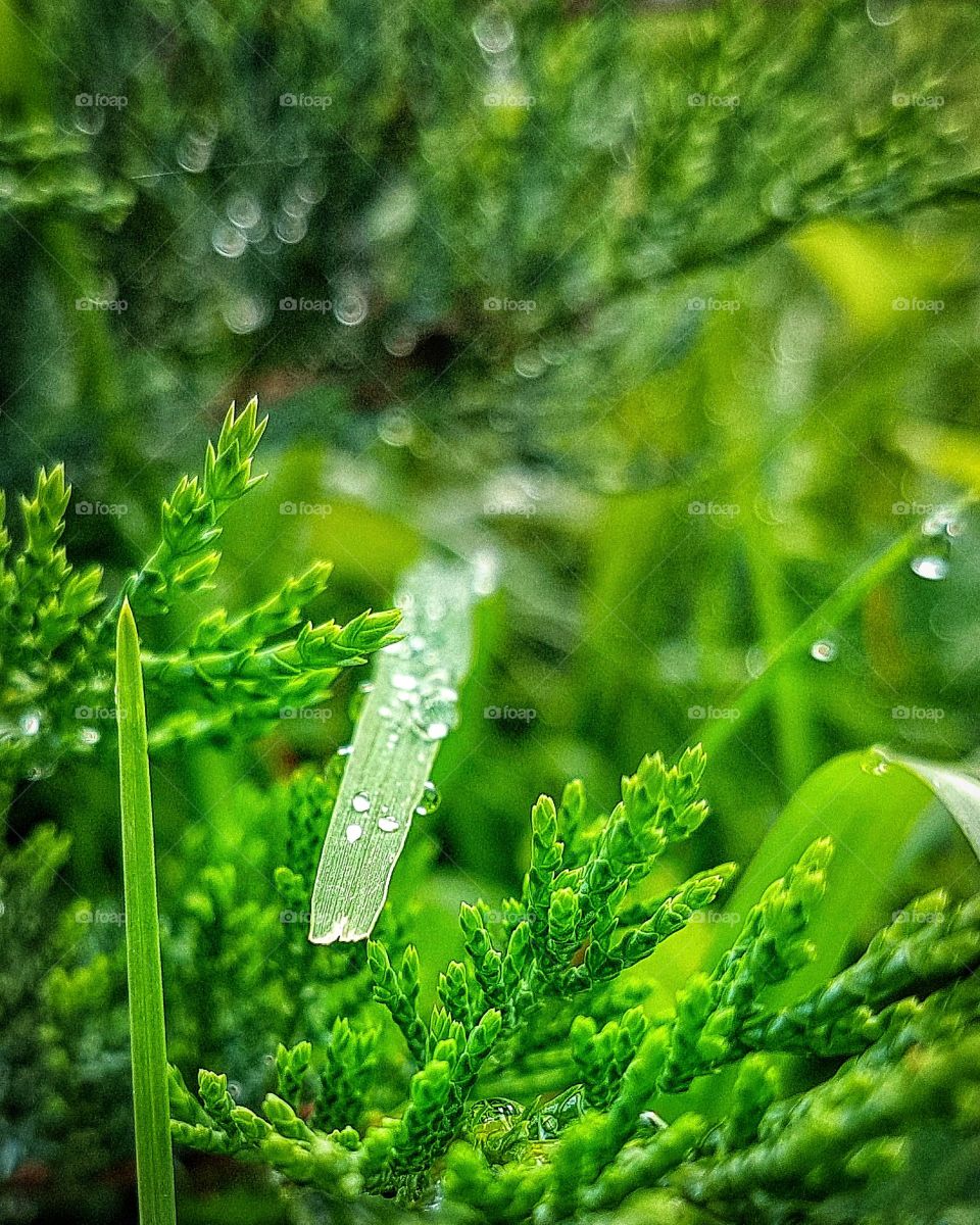 Raindrops