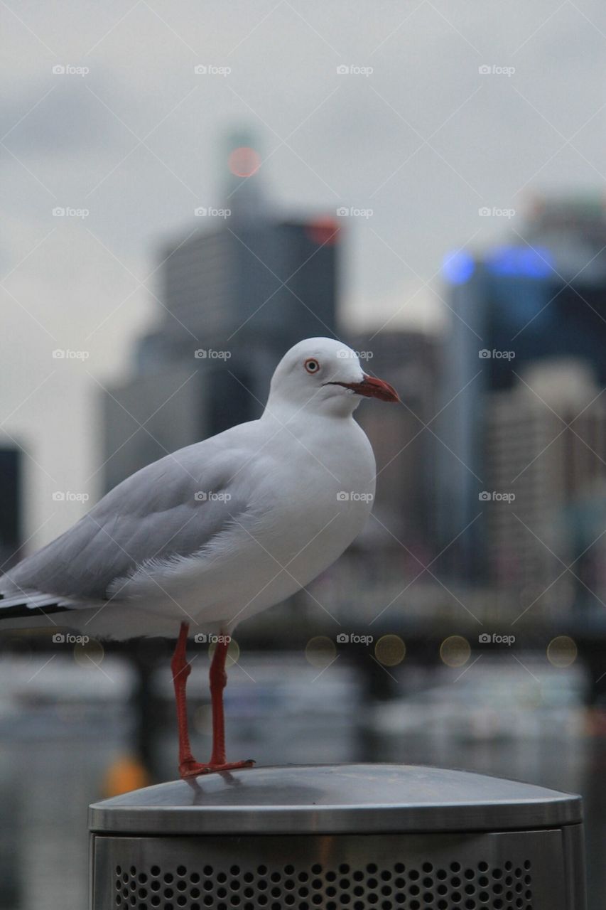 Bird in the city