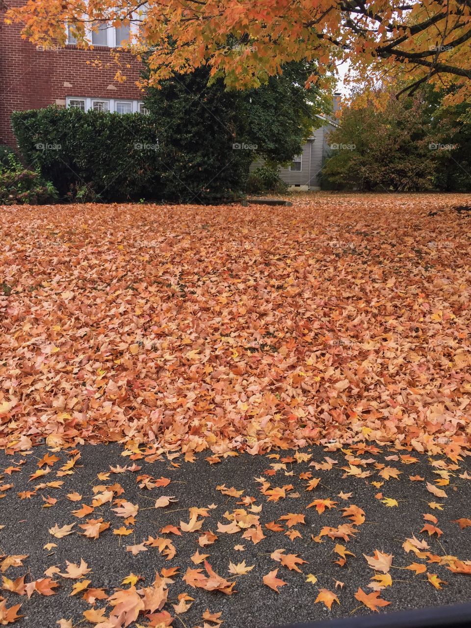 Piles of fall leaves
