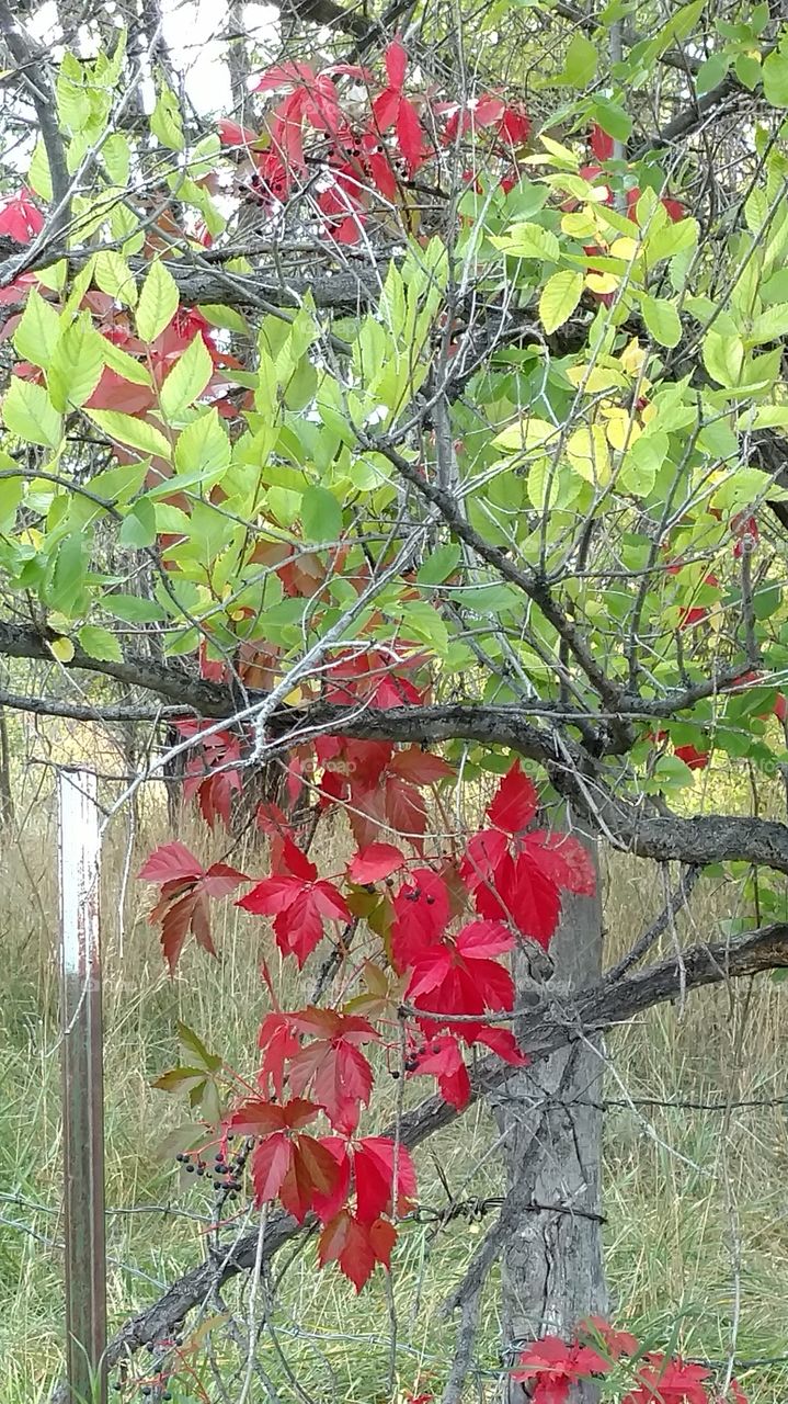 red leaves too