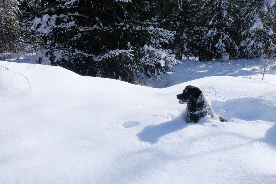 Deep Snow Fetch