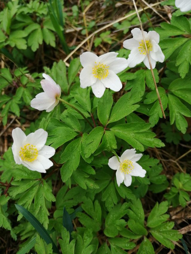 wild flowers