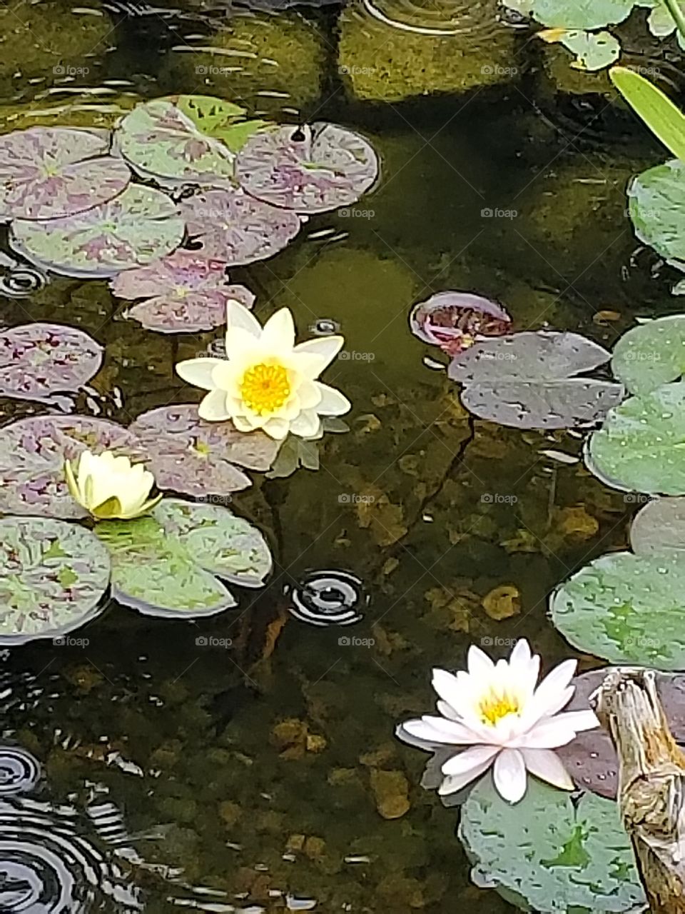 flower pond