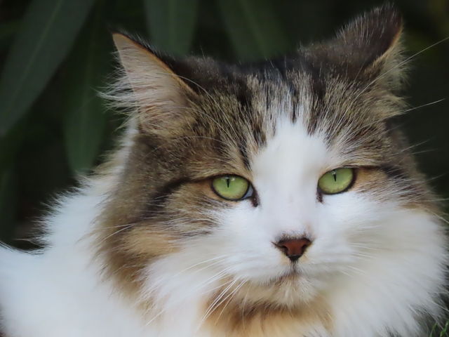 Cute fluffy cat staring at the camera with bright green eyes.