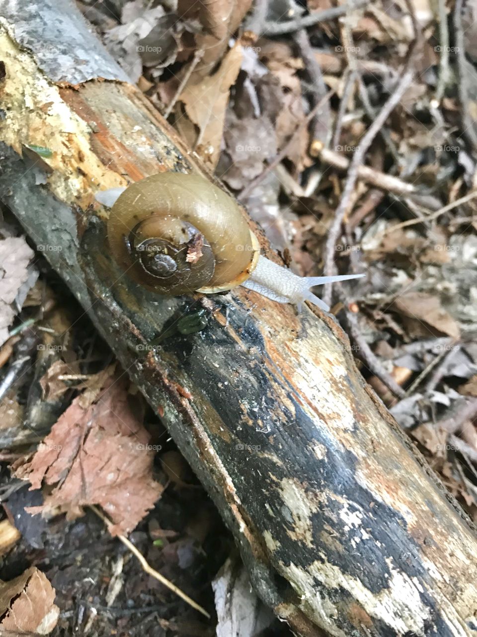 A snail in the woods