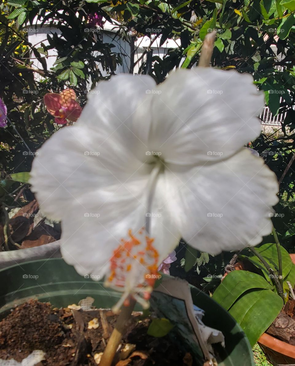 beautiful white hibiscus