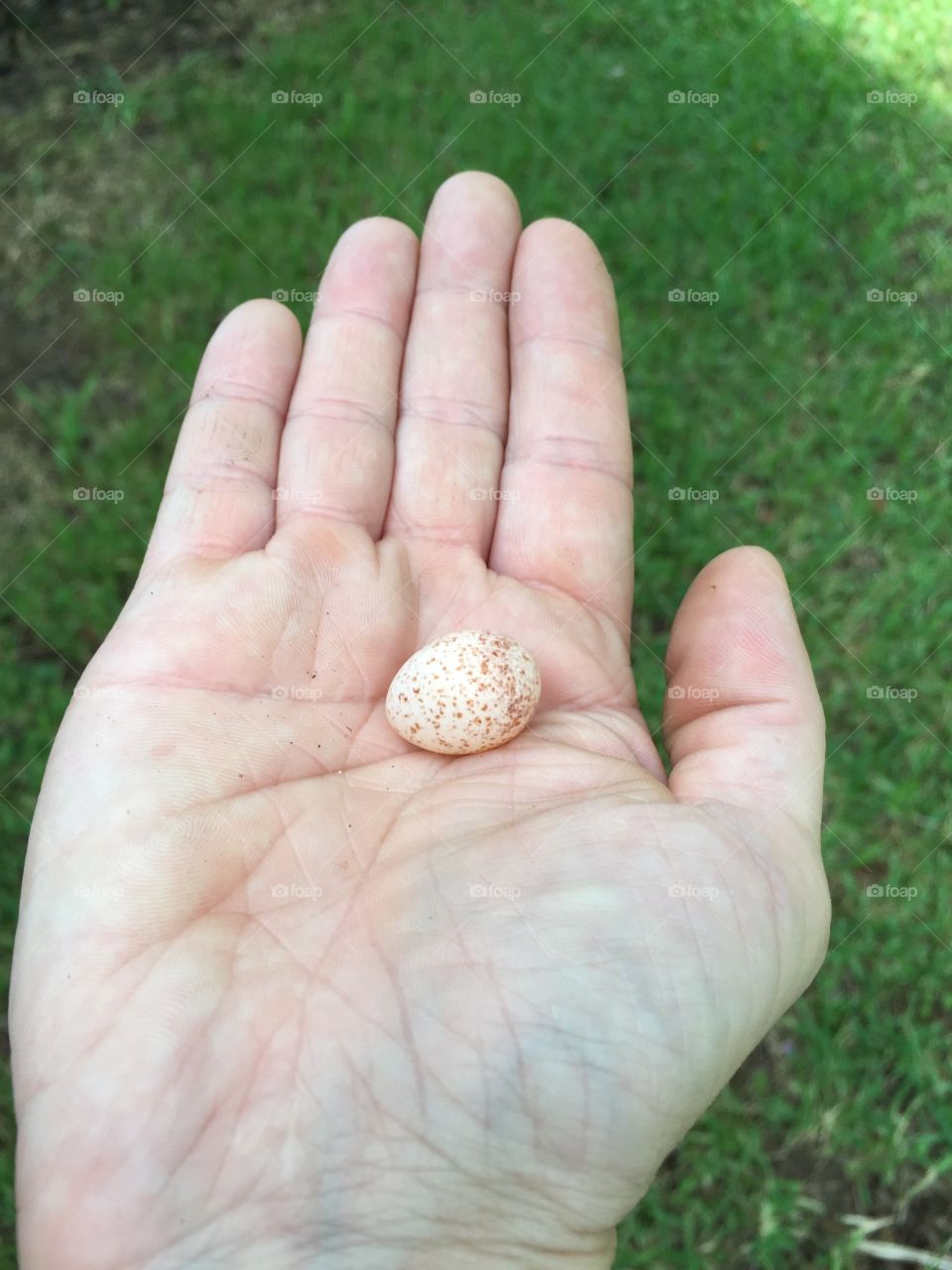 Baby bird egg 