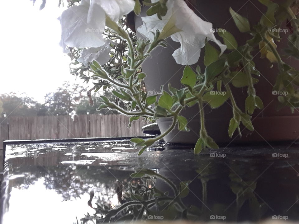 White Petunia  Reflection