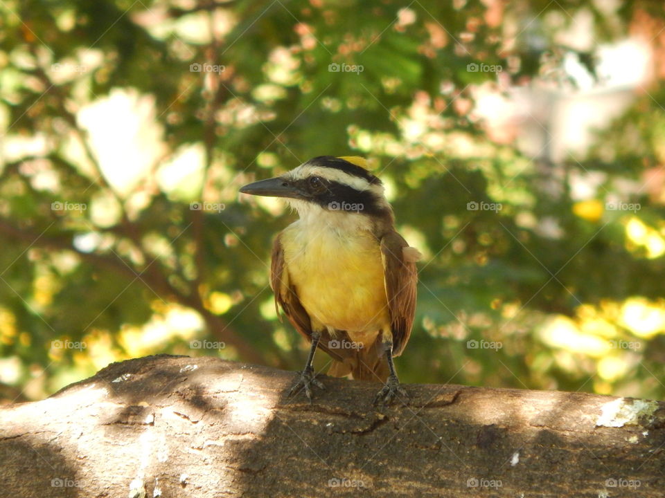 Great kiskadee