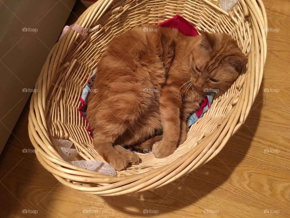 Basket, Cute, Pet, No Person, Wicker