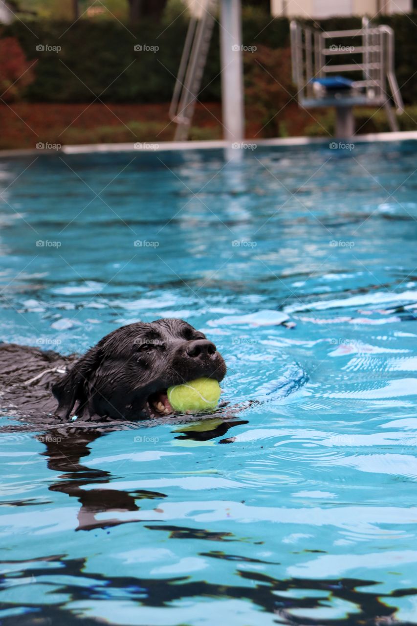 dogswimmimg