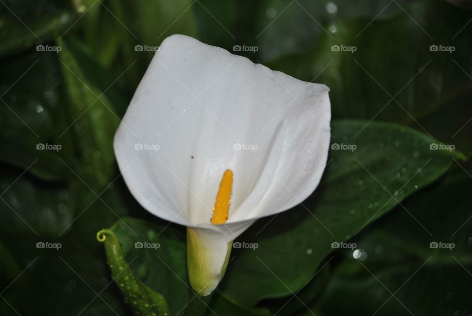 pretty flower glass of milk