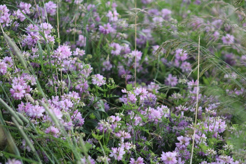 delicate little purple flowers in the meadow
