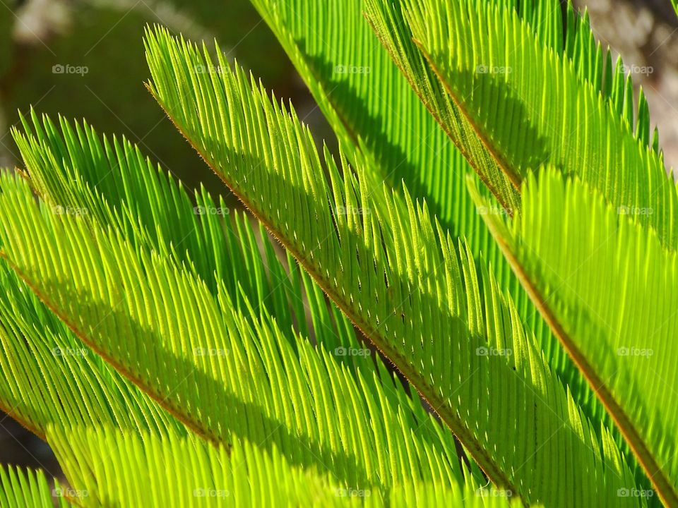 The beauty of the leaves