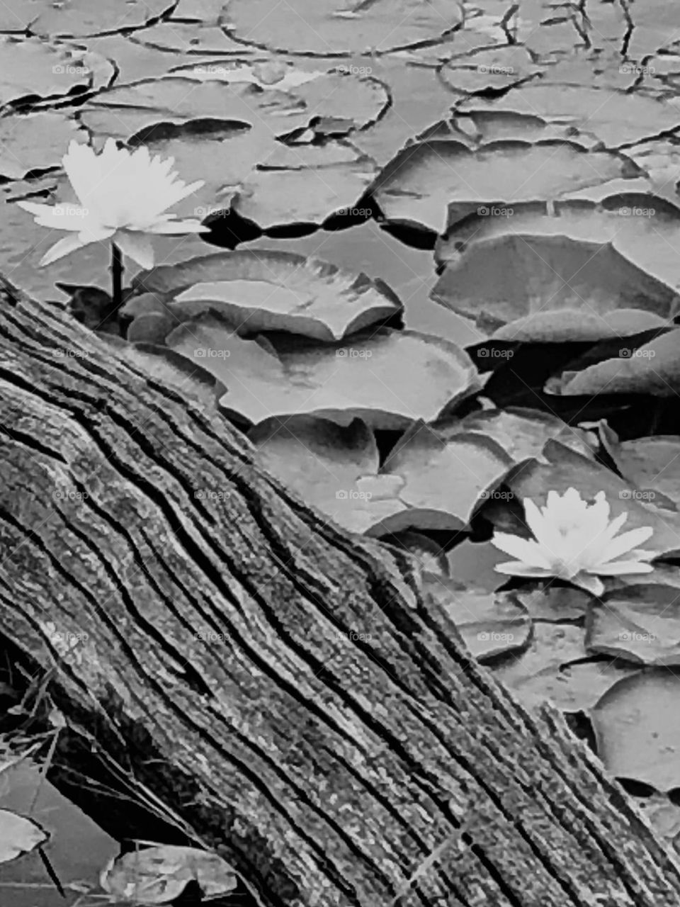 Black and white of lily pads and their flowers growing against a fallen log in our pond. 