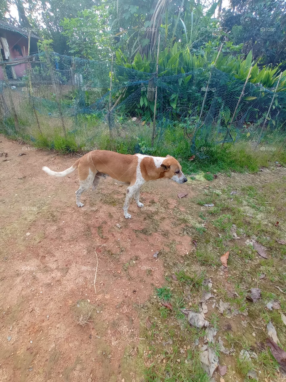 dog