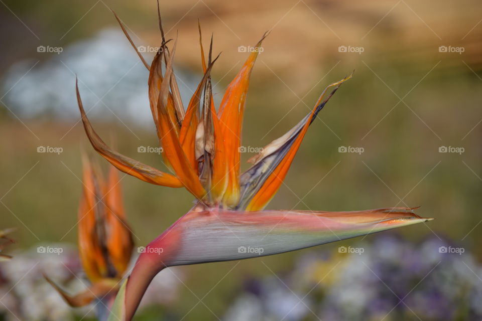 Strelitzia