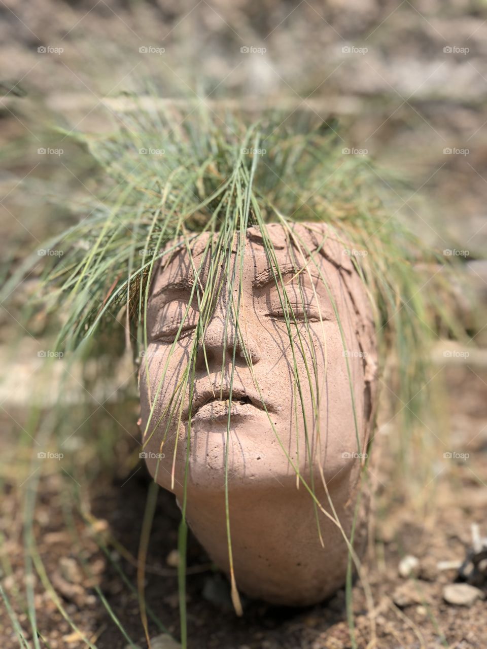 Plant that looks like hair growing out or a ceramic container with a face. 