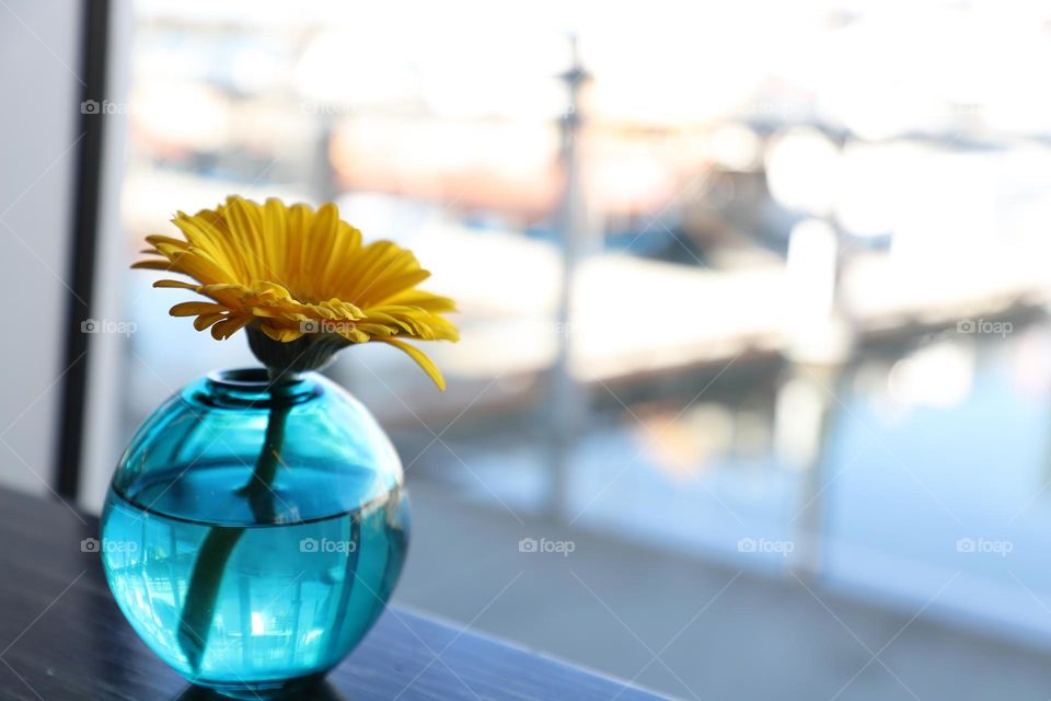 Yellow flower in blue vase on a tabletop by the windows 