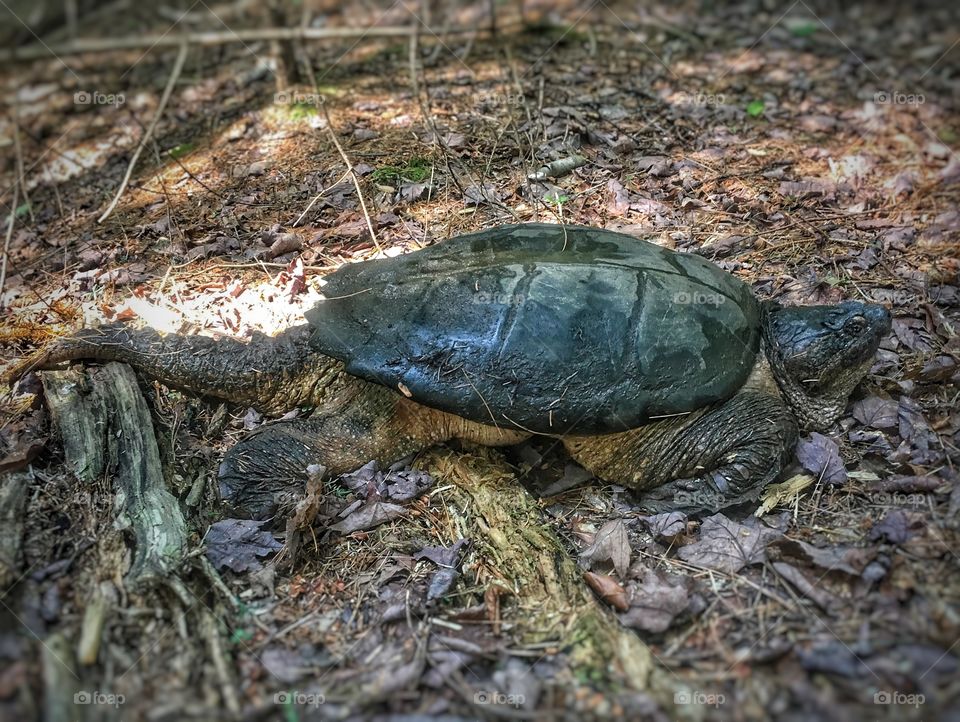 Snapping turtle on Ling Pond