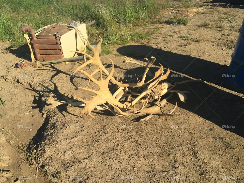 Caribou Antlers 