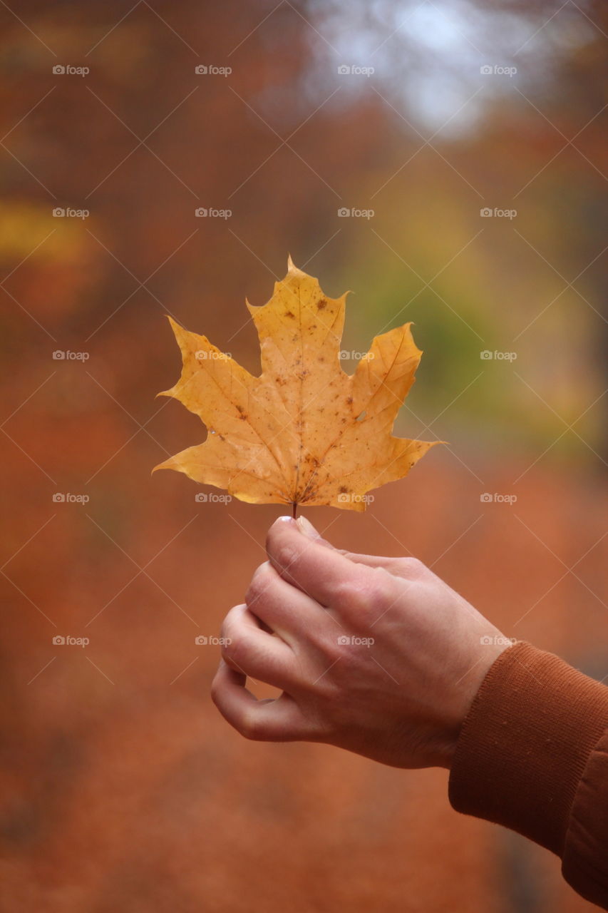 Autumn leaf