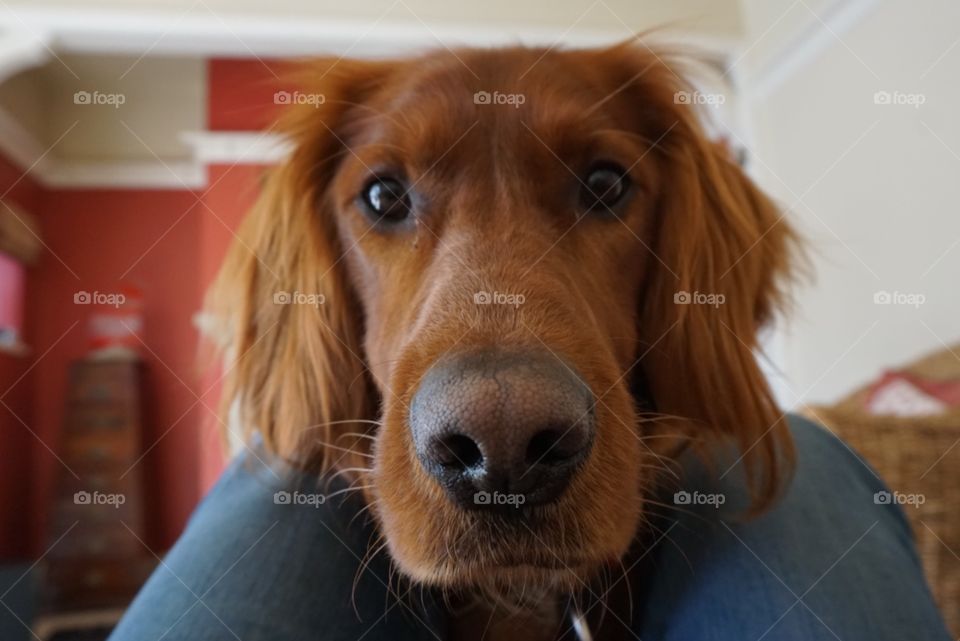 Quinn .. Red Setter dog trying to get some attention 