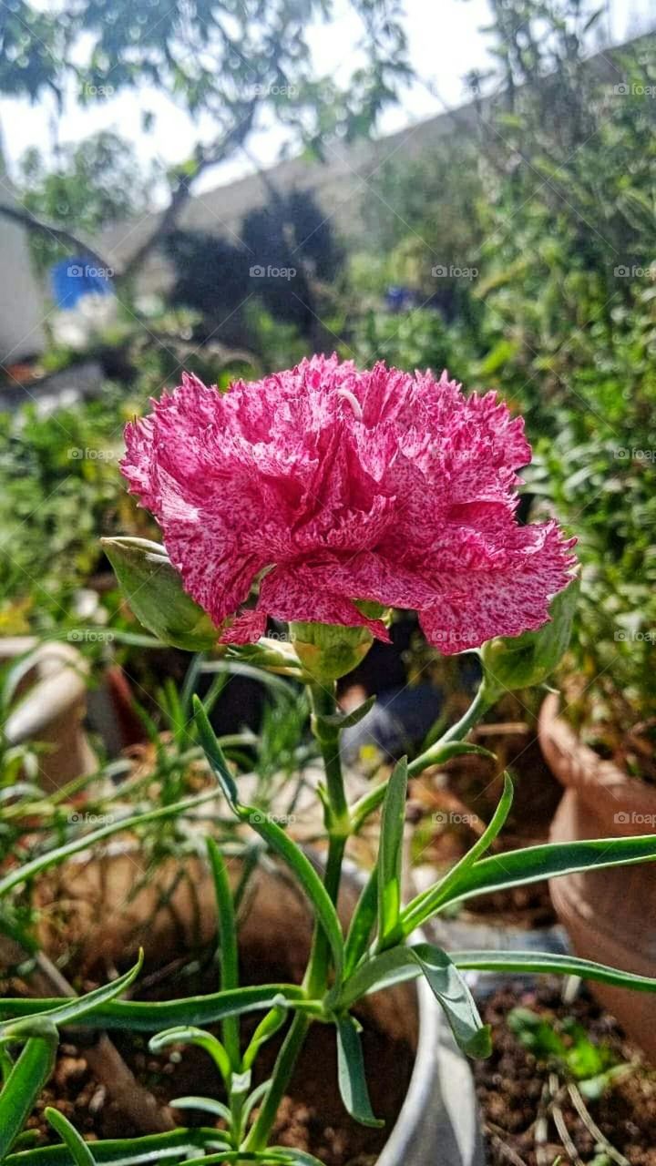 carnation rose