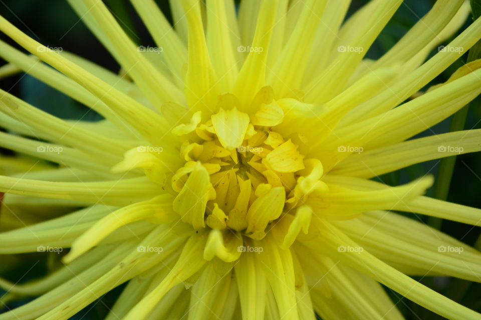 Dahlia yellow