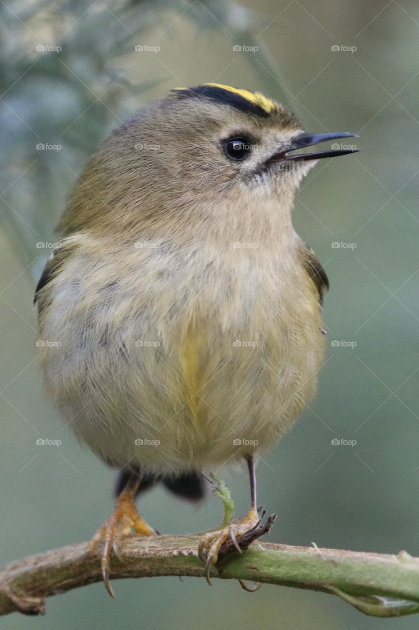 Goldcrest 
