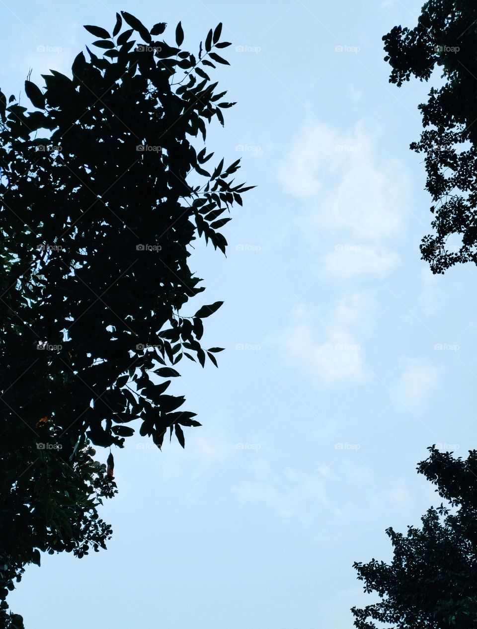 leaf closeup view with sky