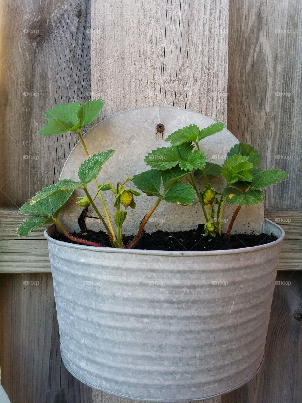 Strawberry plants in a pot hanging on a wooden wall