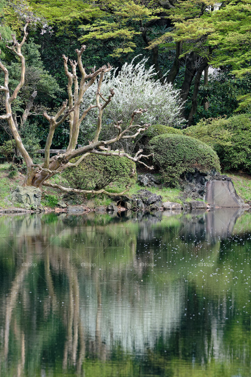 Lake at Japanese park in the spring