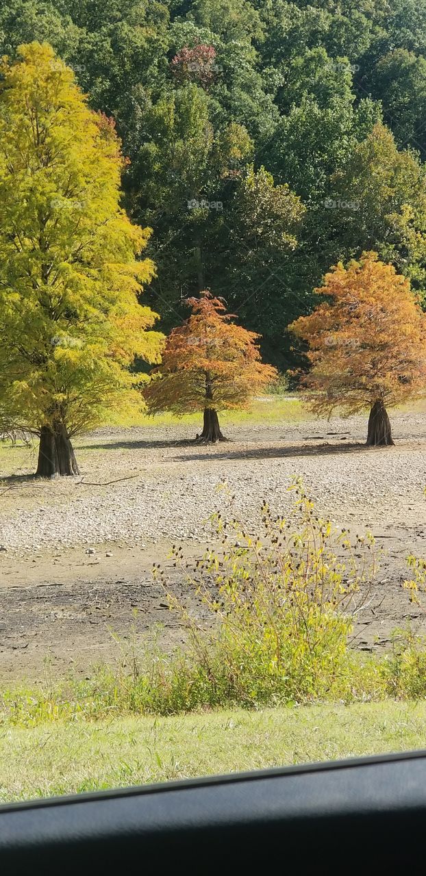 Cypress trees in dried area of lake