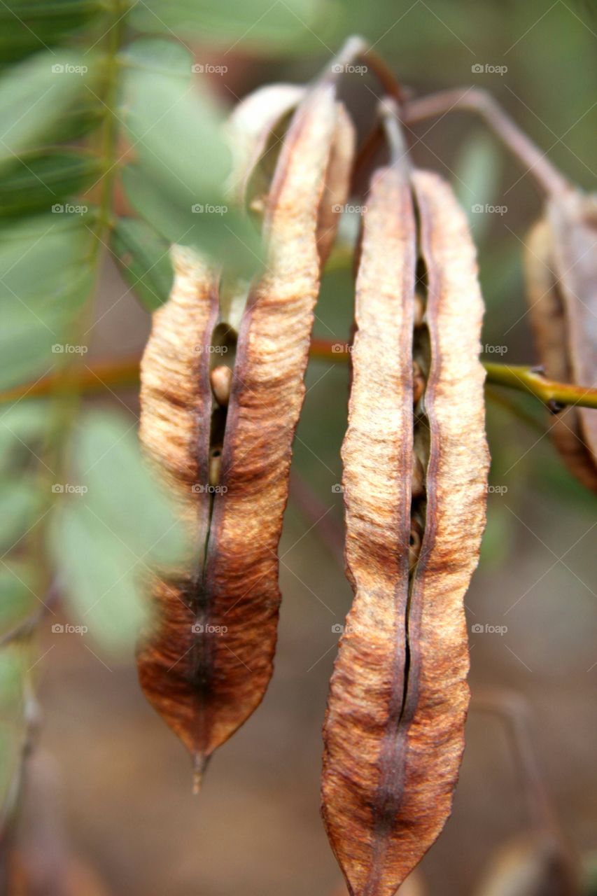 seeds perking out