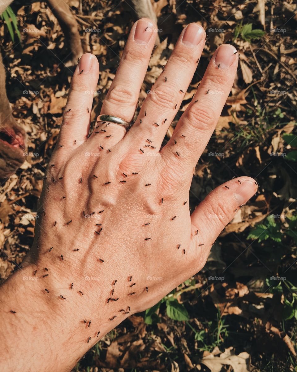 Hand covered in ants