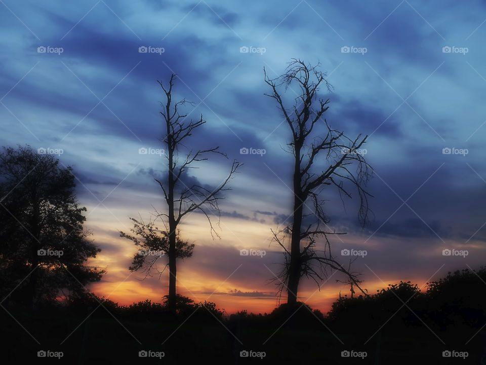 No Person, Tree, Dawn, Nature, Landscape