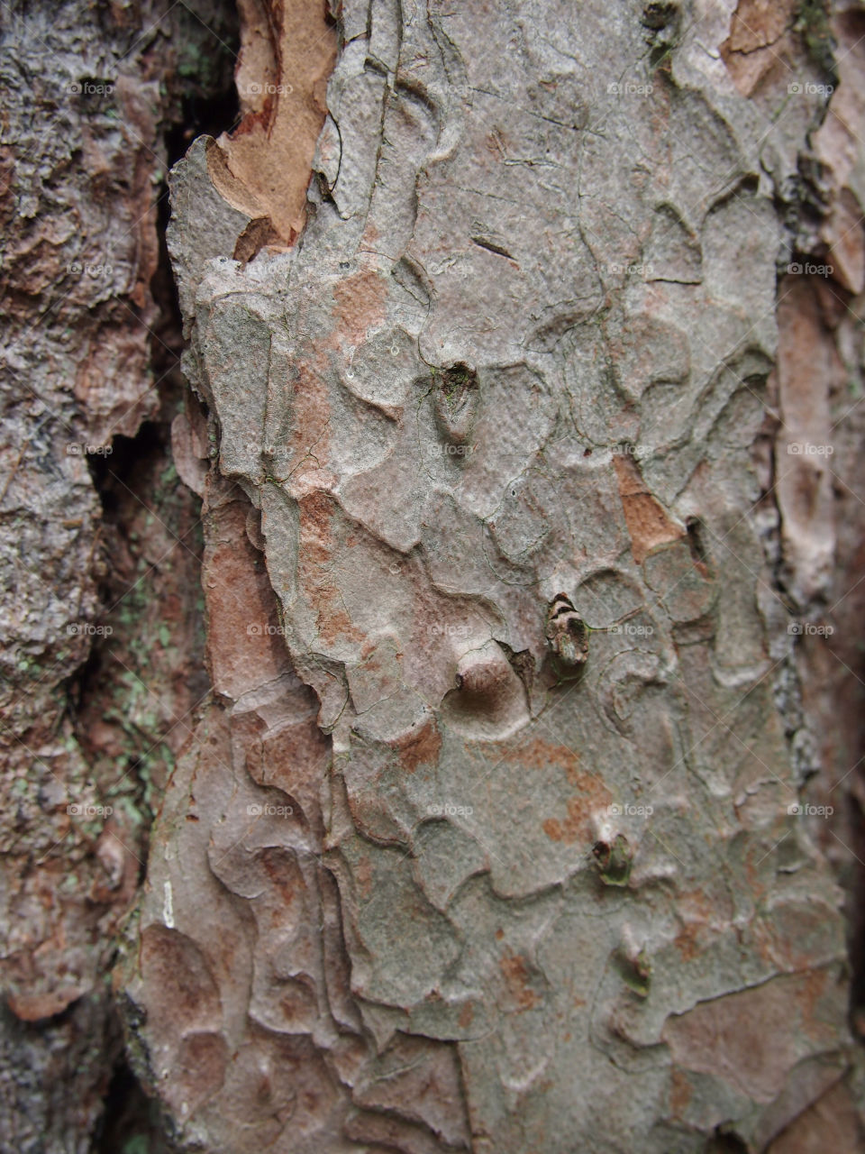 tree bark olympus epl3 by ptrendy