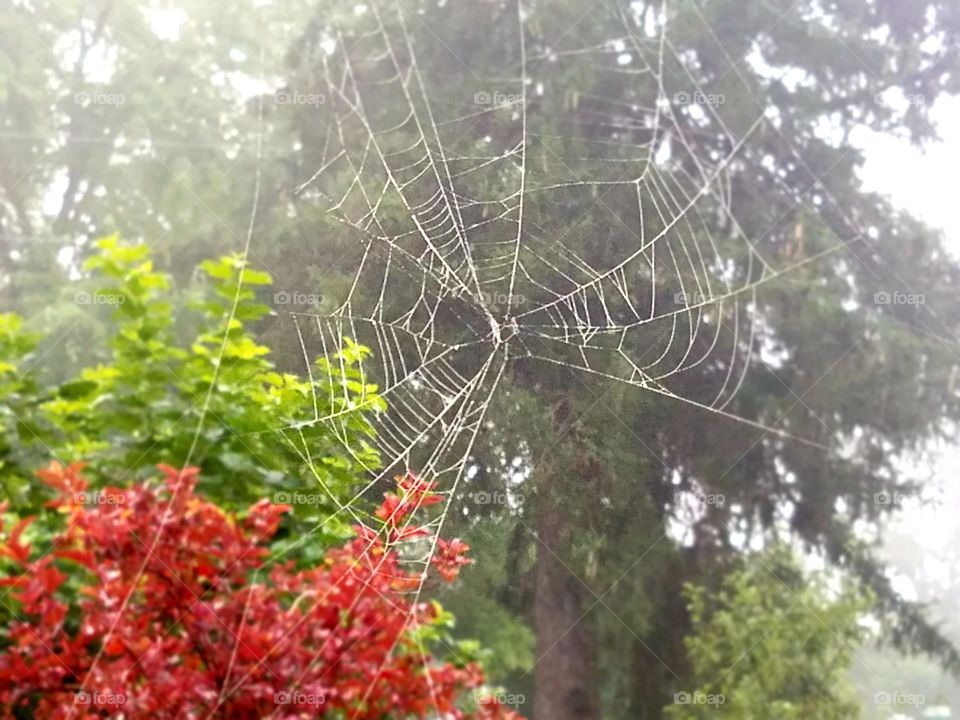 Spider Web