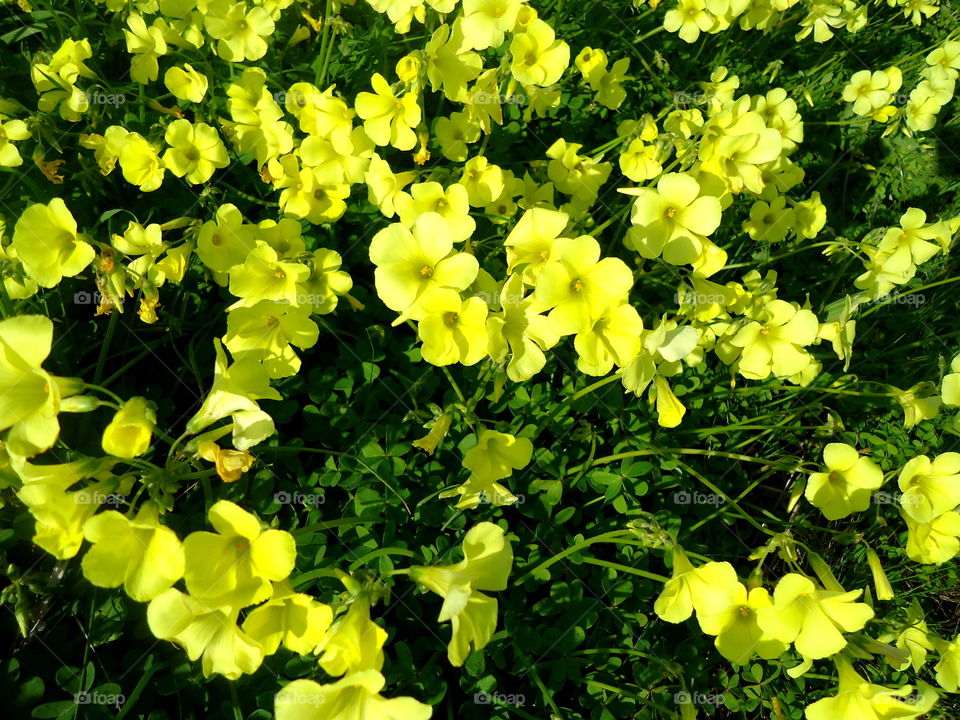 yellow flowers