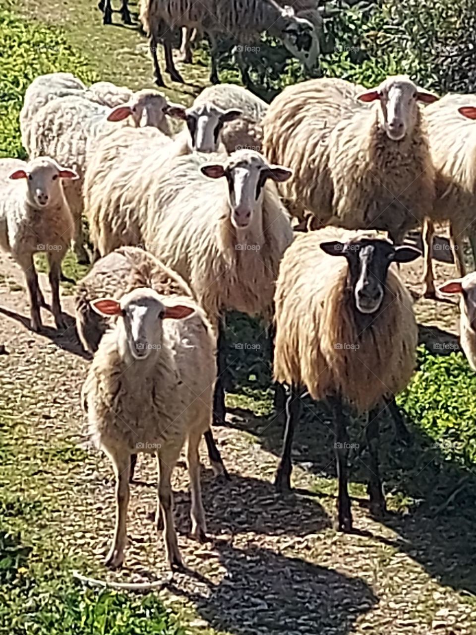 sheep crete