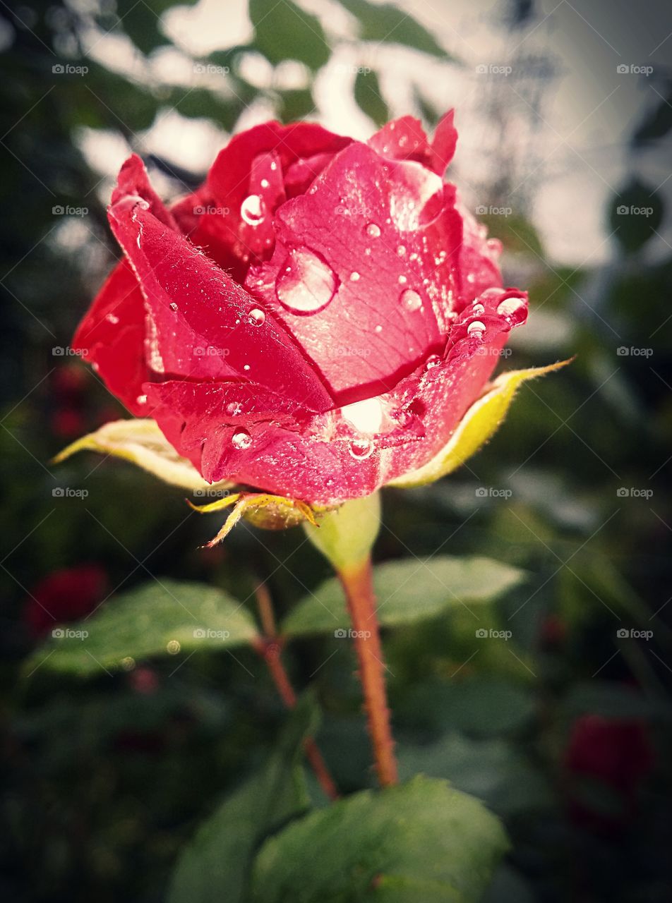 A rose under the rain.