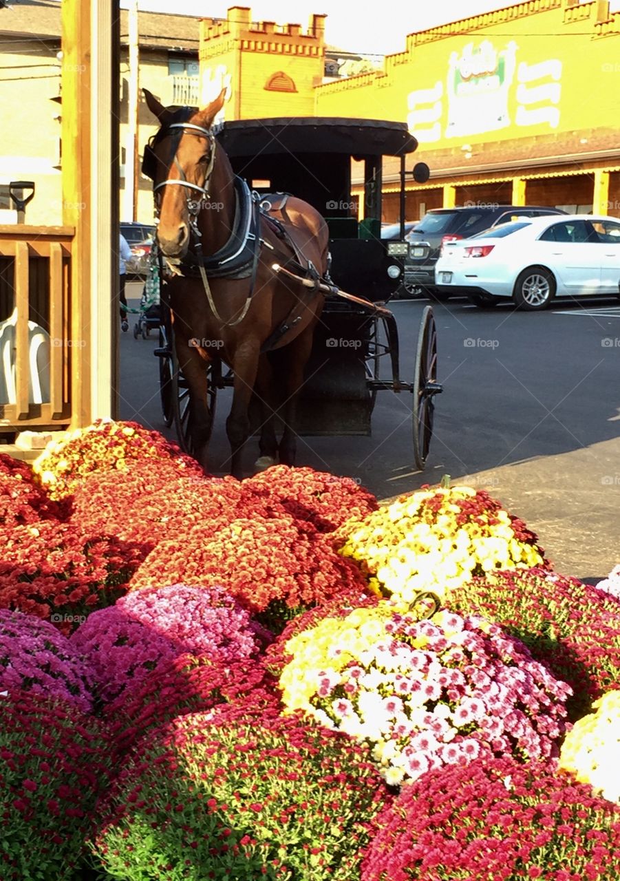 Horse and Buggy with Mums