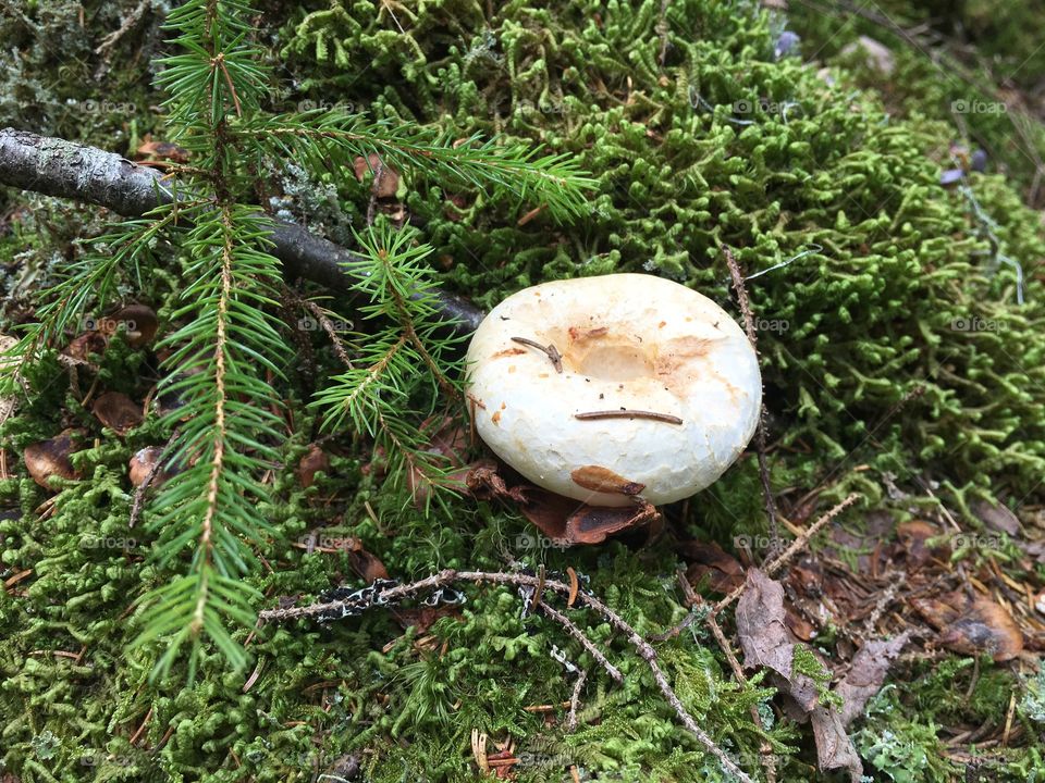 A mushroom in the forest, Cochrane Lane, Welsford NB. 