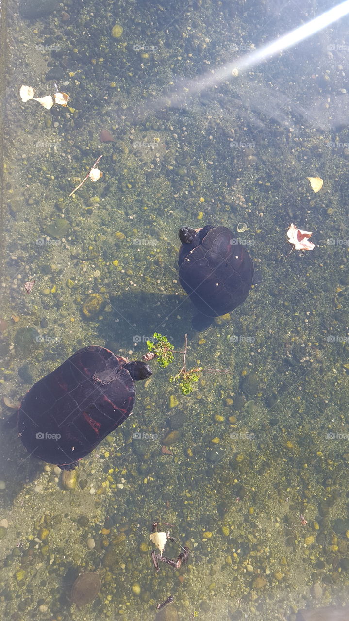 turtle friends